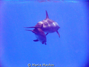 A snorkelling delight, morning on Shagra Reef. by Maria Machin 